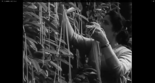 spaghetti harvest