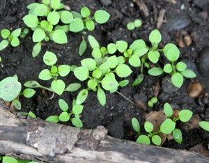 Young chickweed