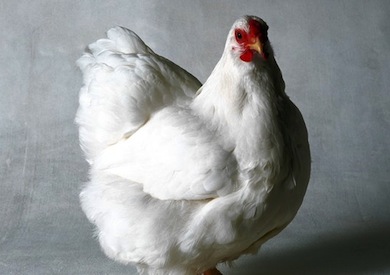 chicken