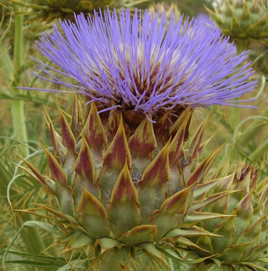 Artichoke in flower