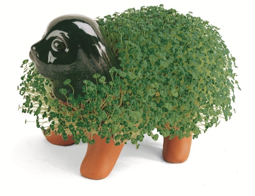 Chia pet dog