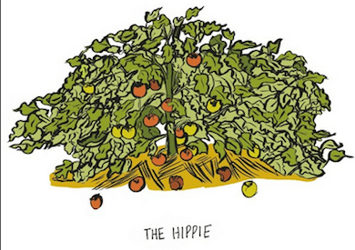 Hippie Tomato Plant