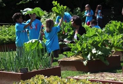 Rhubarb at the White House garden