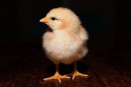 chick