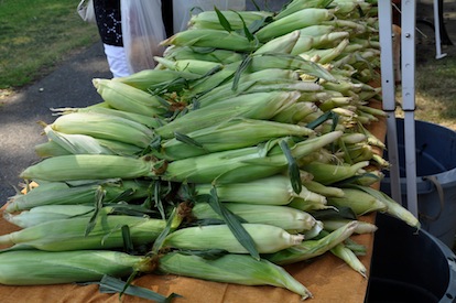 Freshly picked corn