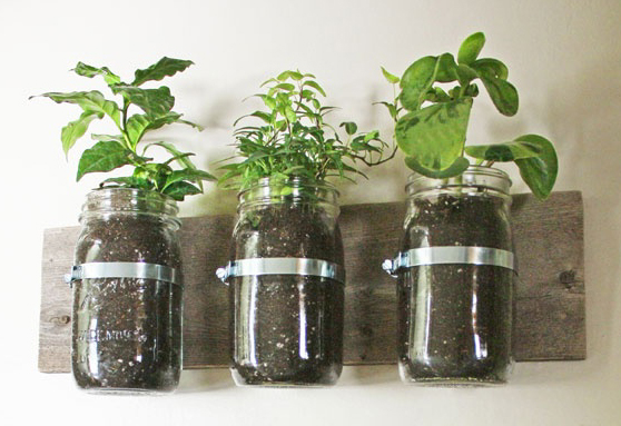herbs in jars