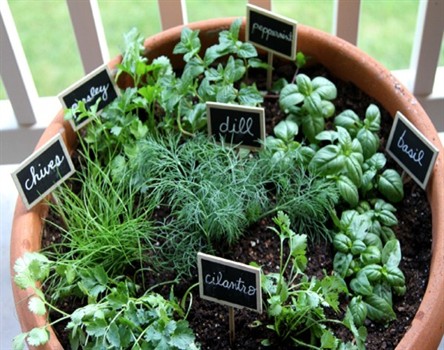 Herbs