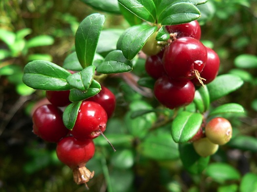 Lingonberries
