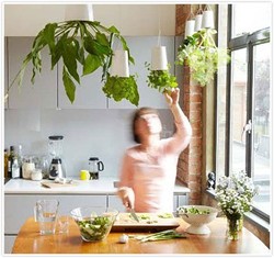 Upside down herbs