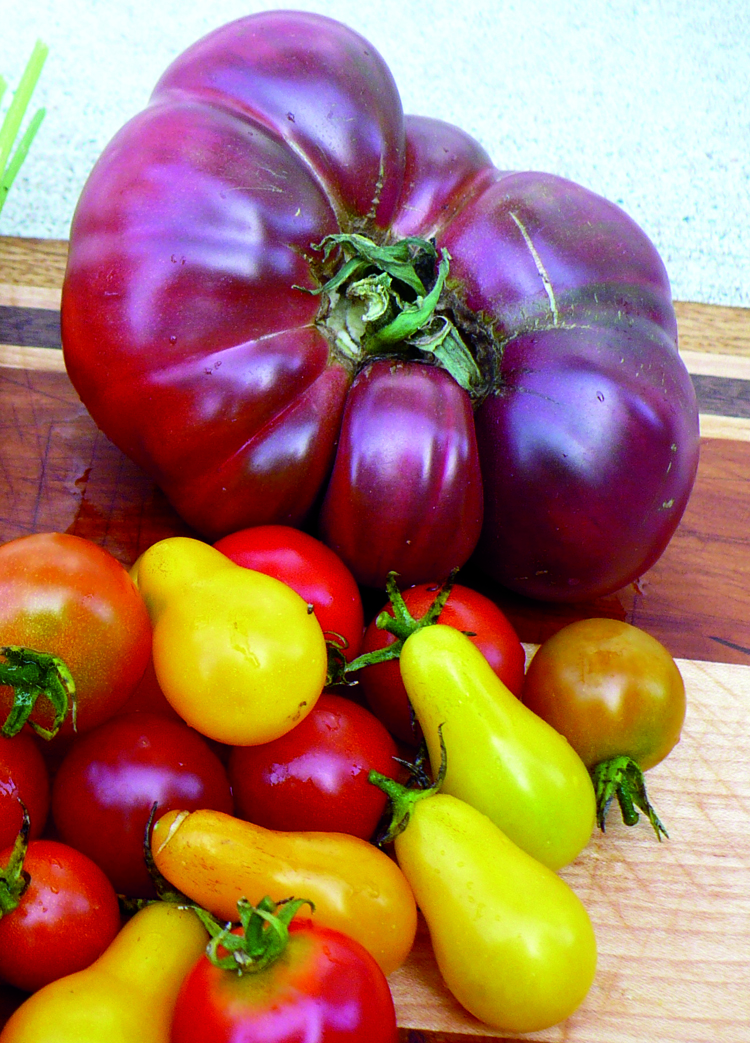 tomatoes