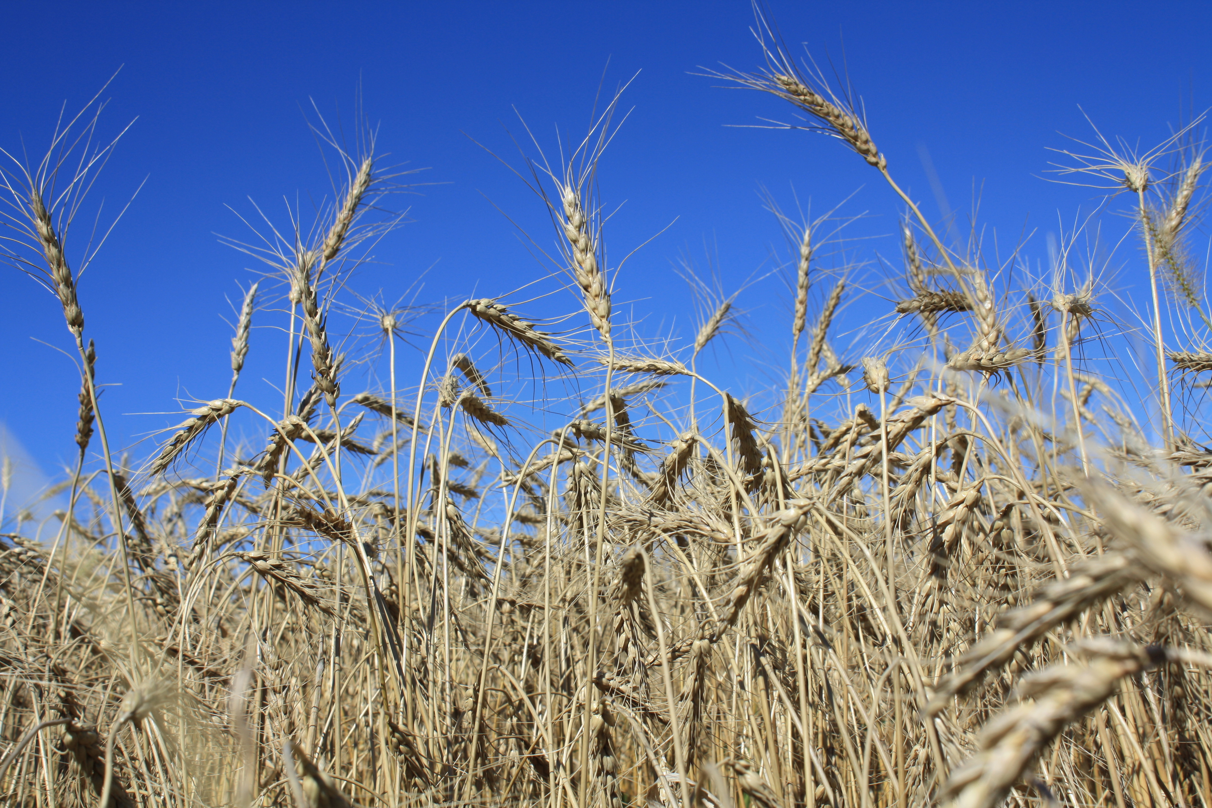 wheat field