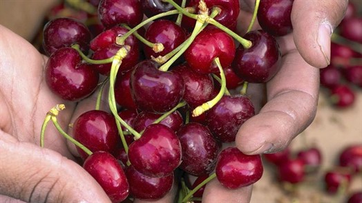 Cherries