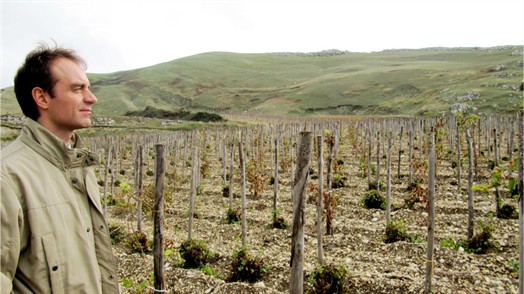 Sicily vineyard