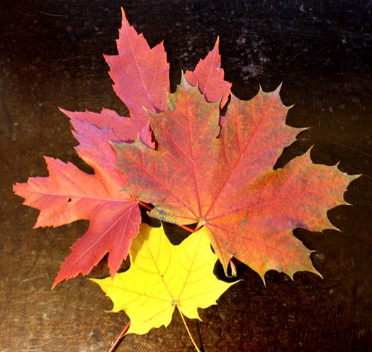 Maple leaves