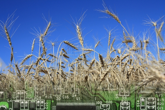 waves of grain