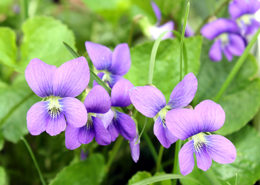 violets