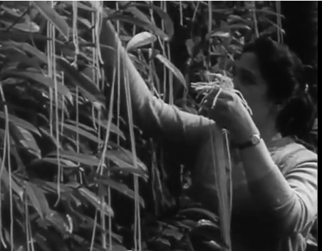 Spaghetti harvest