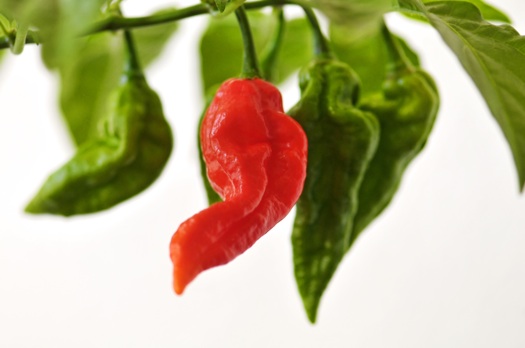 Ghost pepper