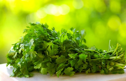 cilantro