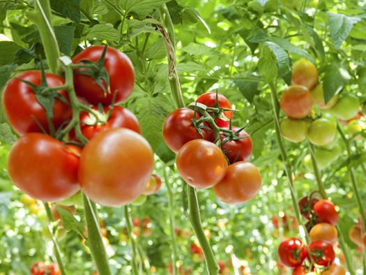 Tomatoes